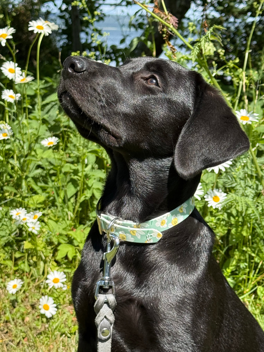 Daisy 🌼 Biothane halsband (20 mm)