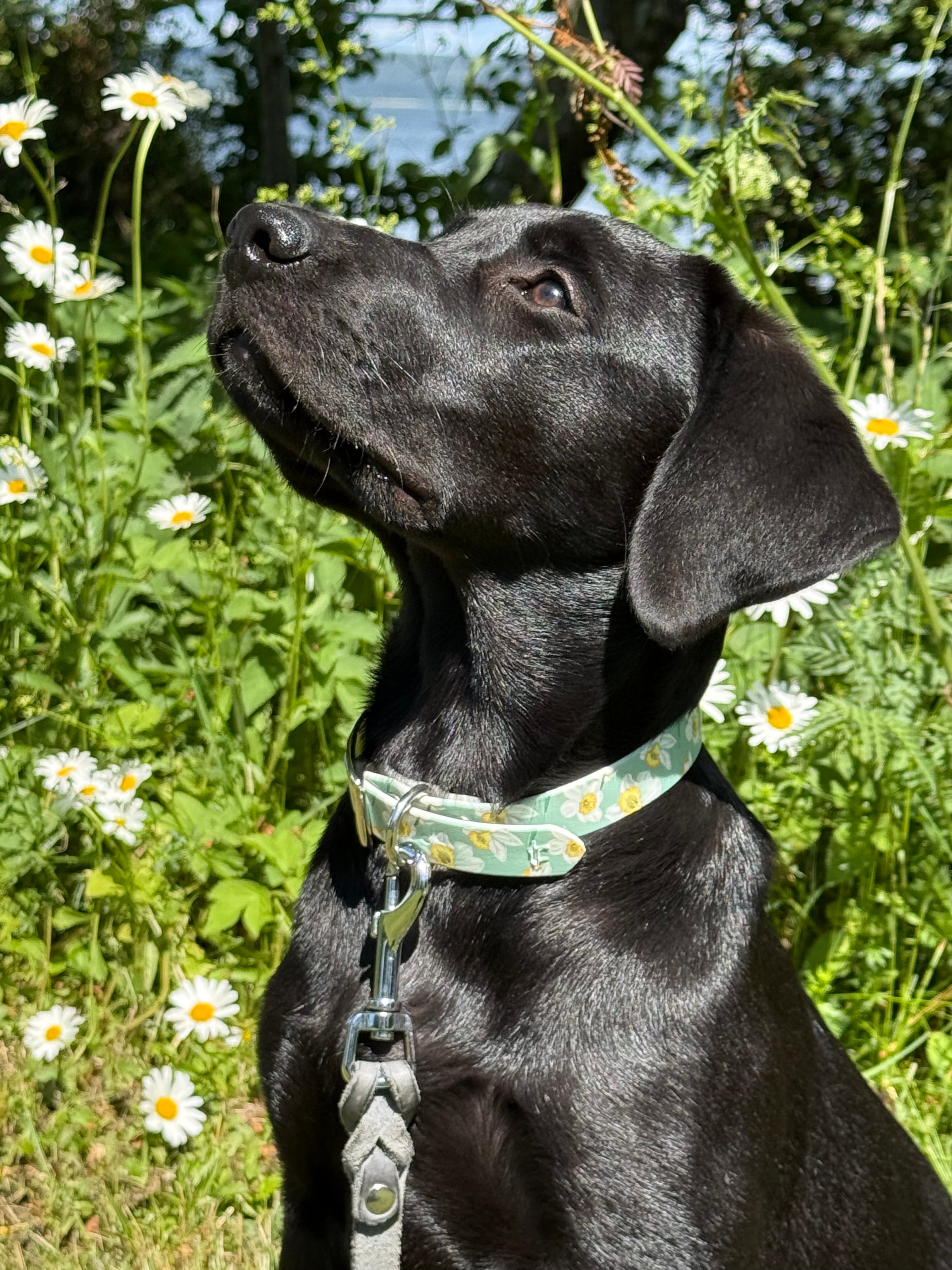 Daisy 🌼 Biothane halsband (20 mm)