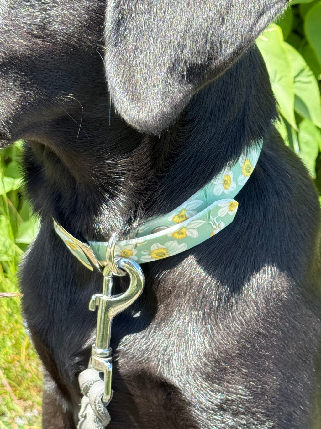 Daisy 🌼 Biothane halsband (20 mm)