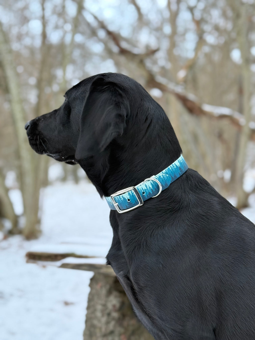 UV-printed Biothane halsband ”blå skogen”