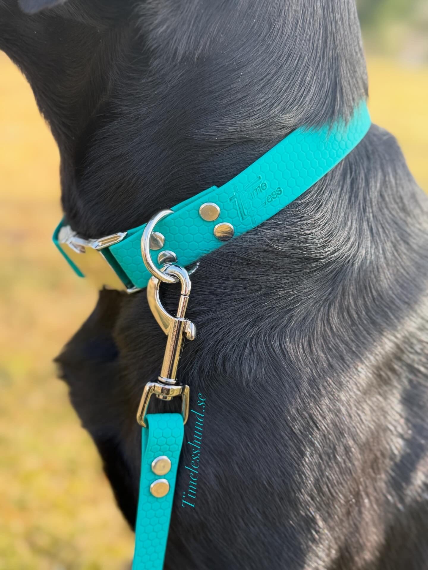 Hexa halsband med snabbspänne - Aqua/turkos