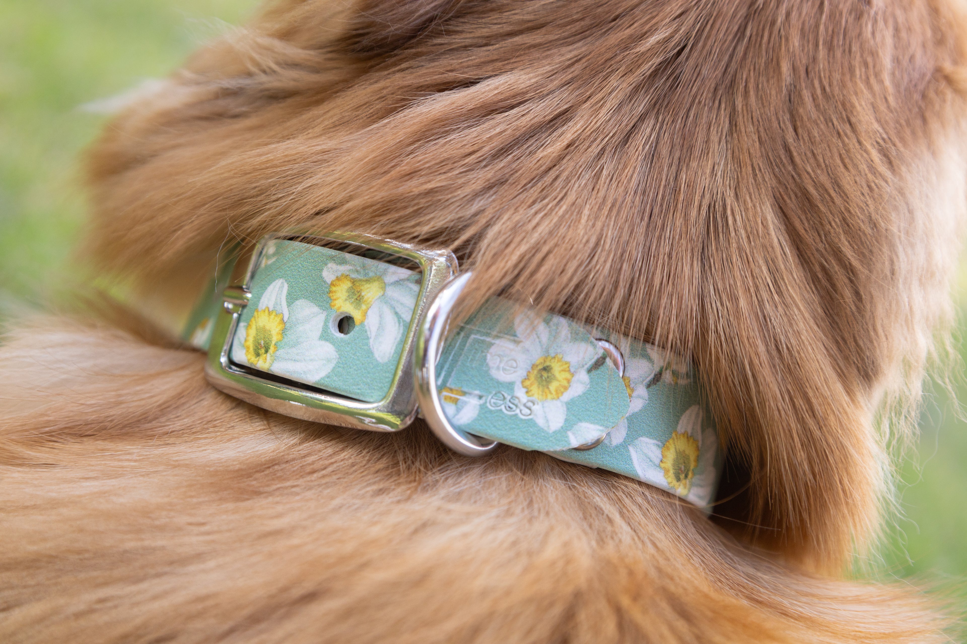 Daisy 🌼 Biothane Halsband (25 mm)