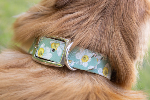 Daisy 🌼 Biothane Halsband (25 mm)